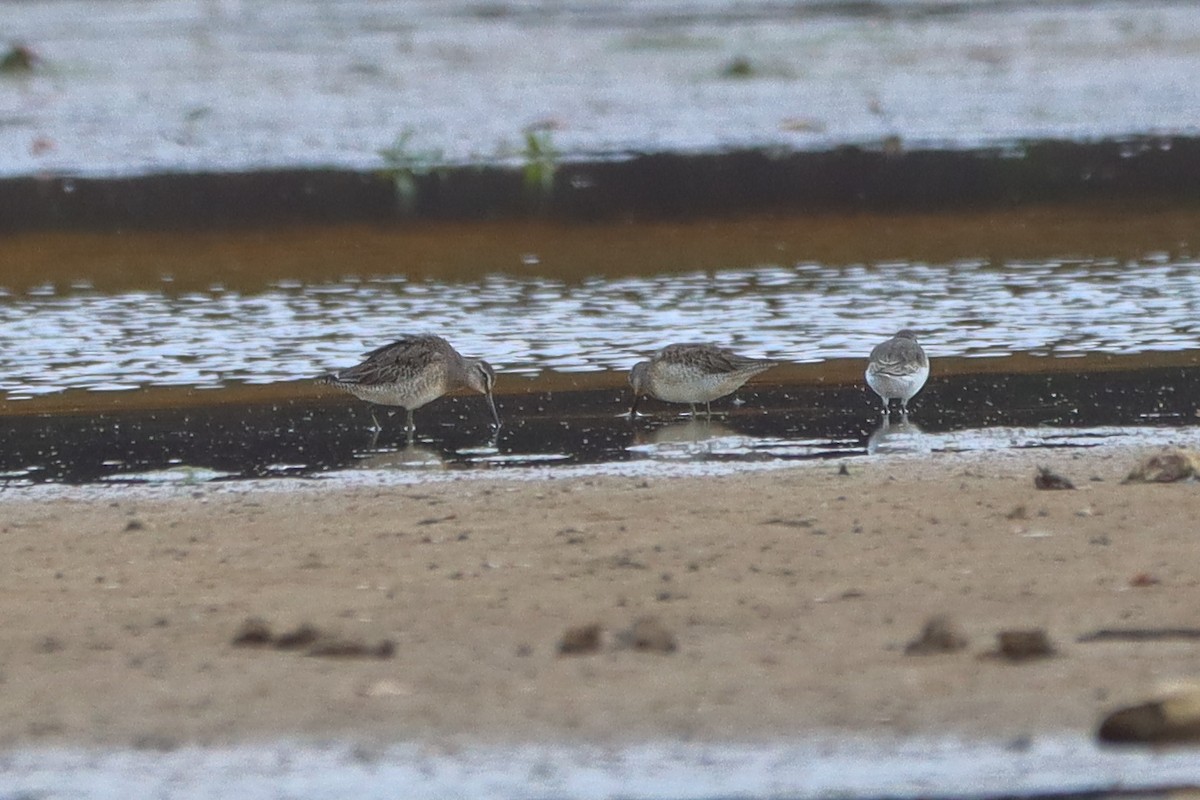 Kuliska oilagorra - ML644552698