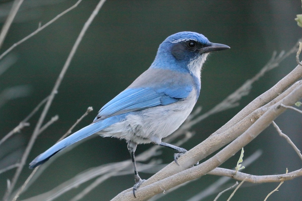 California Scrub-Jay - ML644552700