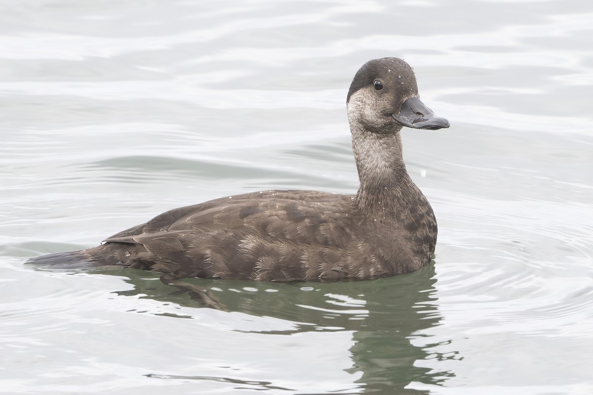 Ahatebeltz amerikarra - ML644552701