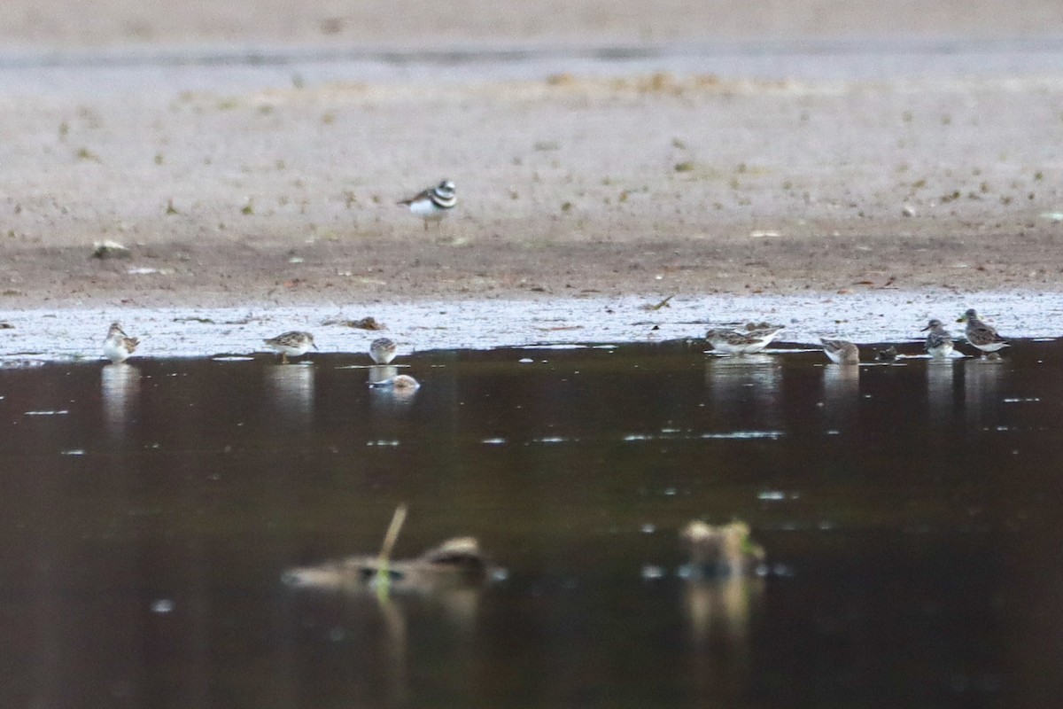 Txirri nanoa - ML644552710