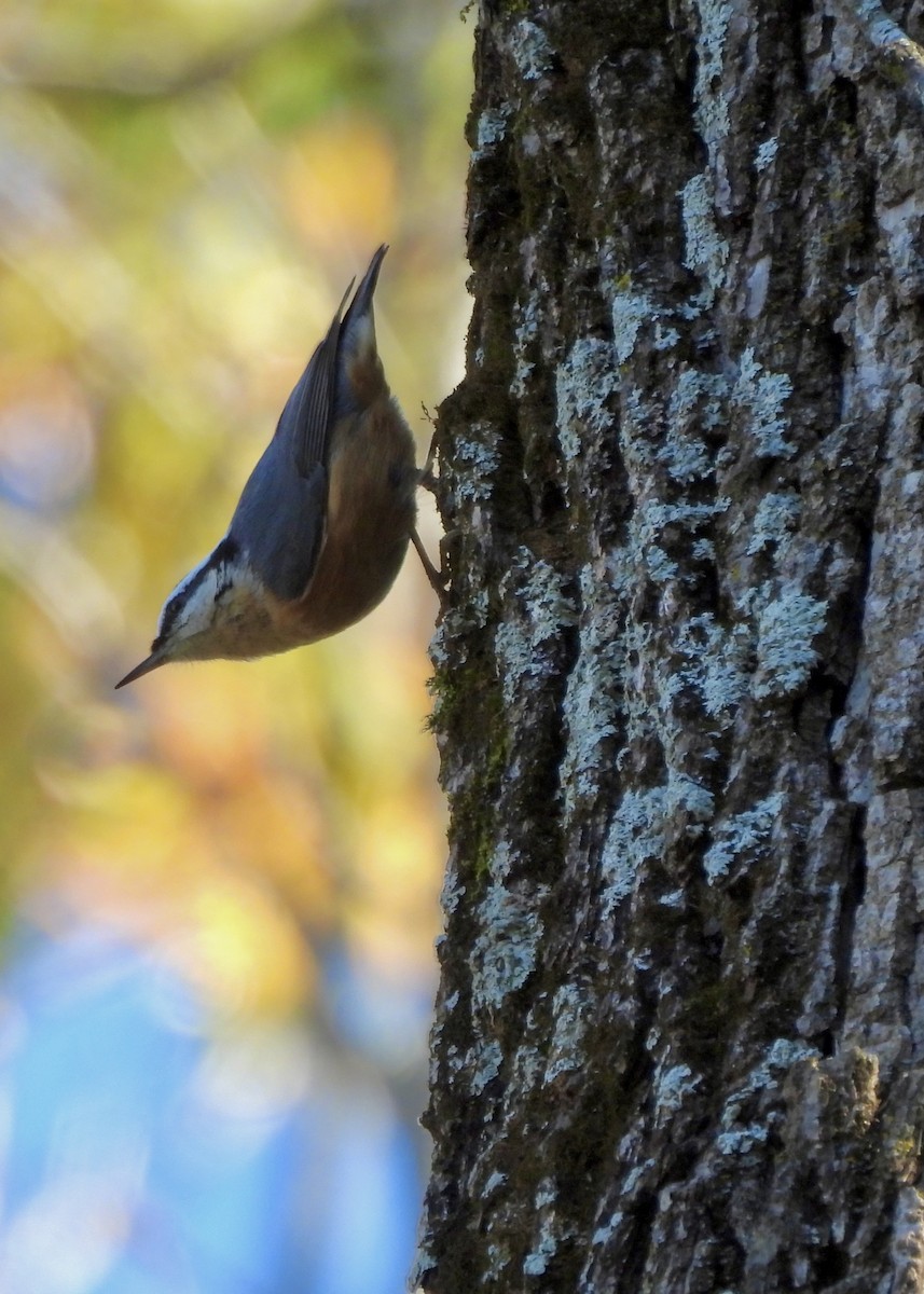 סיטה קנדית - ML644552719