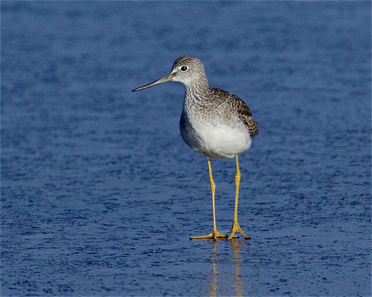 ביצנית עקודה - ML644552725