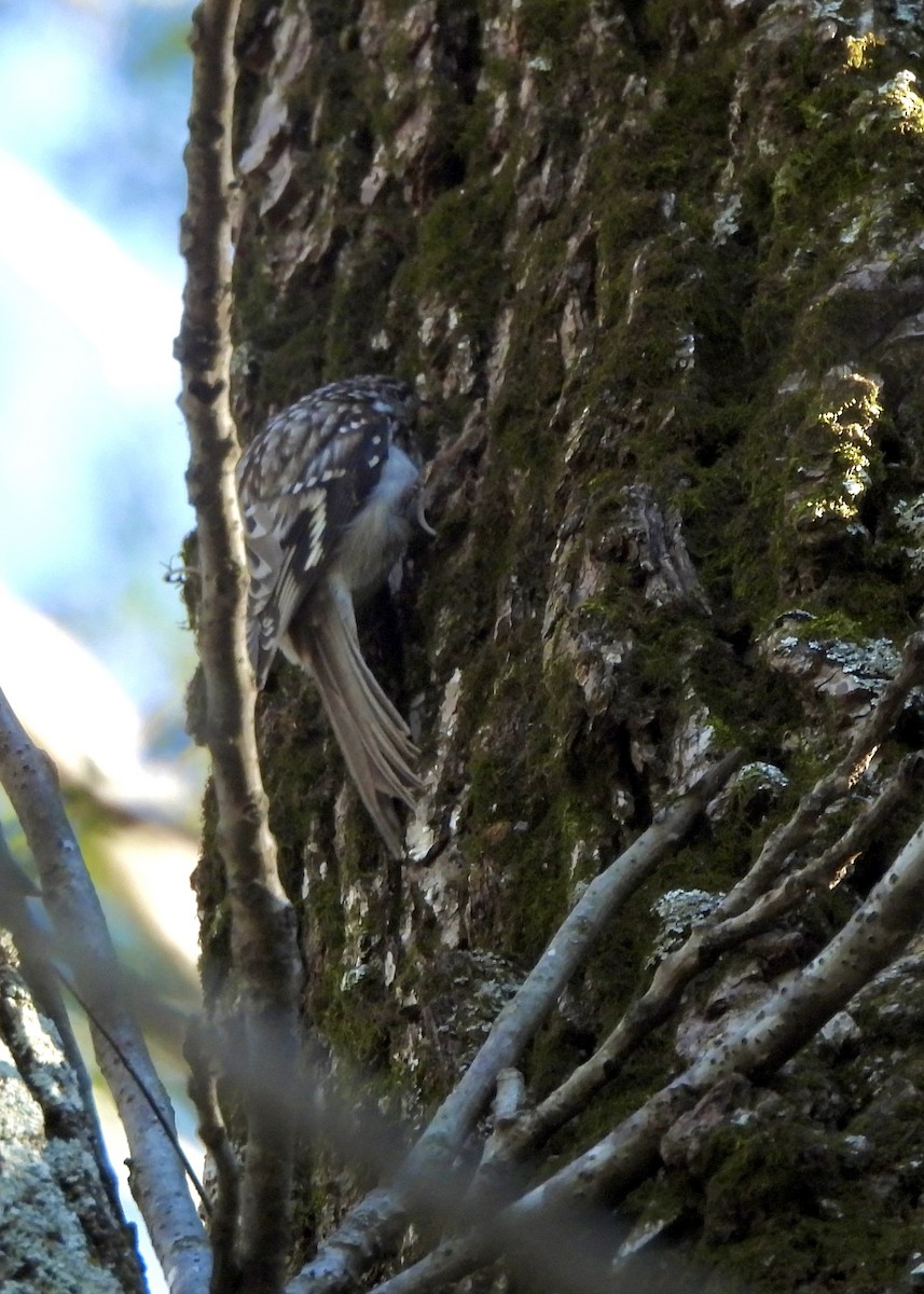 Brown Creeper - ML644552731