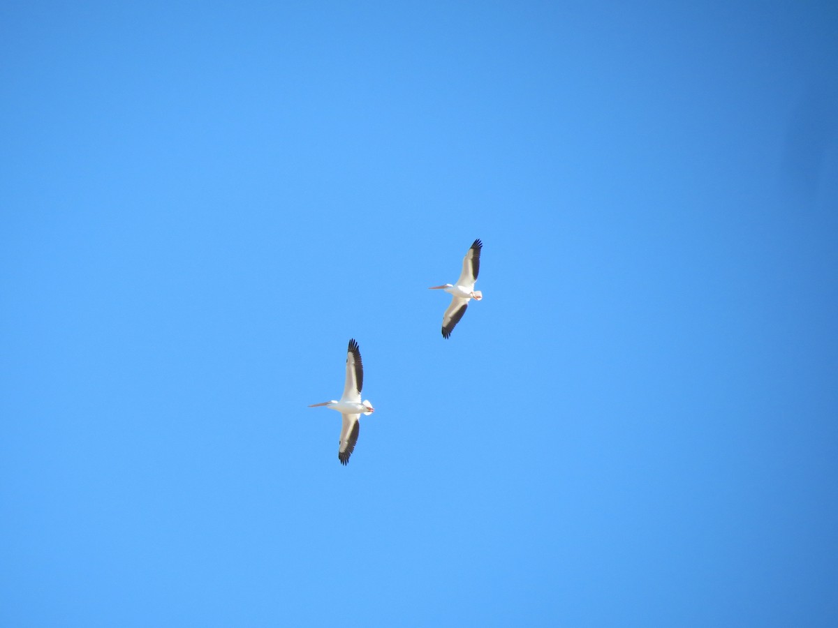 アメリカシロペリカン - ML644552736