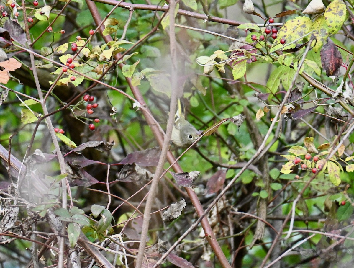 Золотомушка рубіновочуба - ML644552738