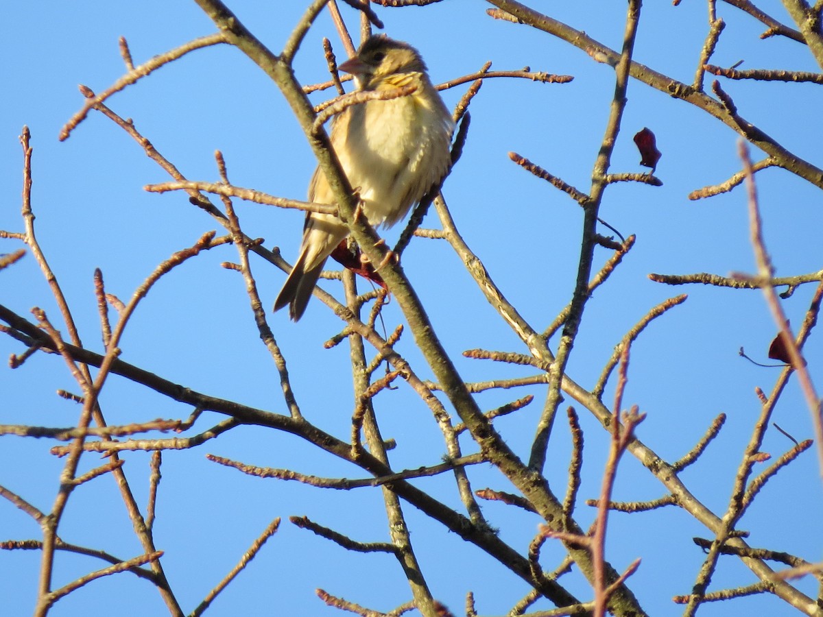 ムナグロノジコ - ML644552744