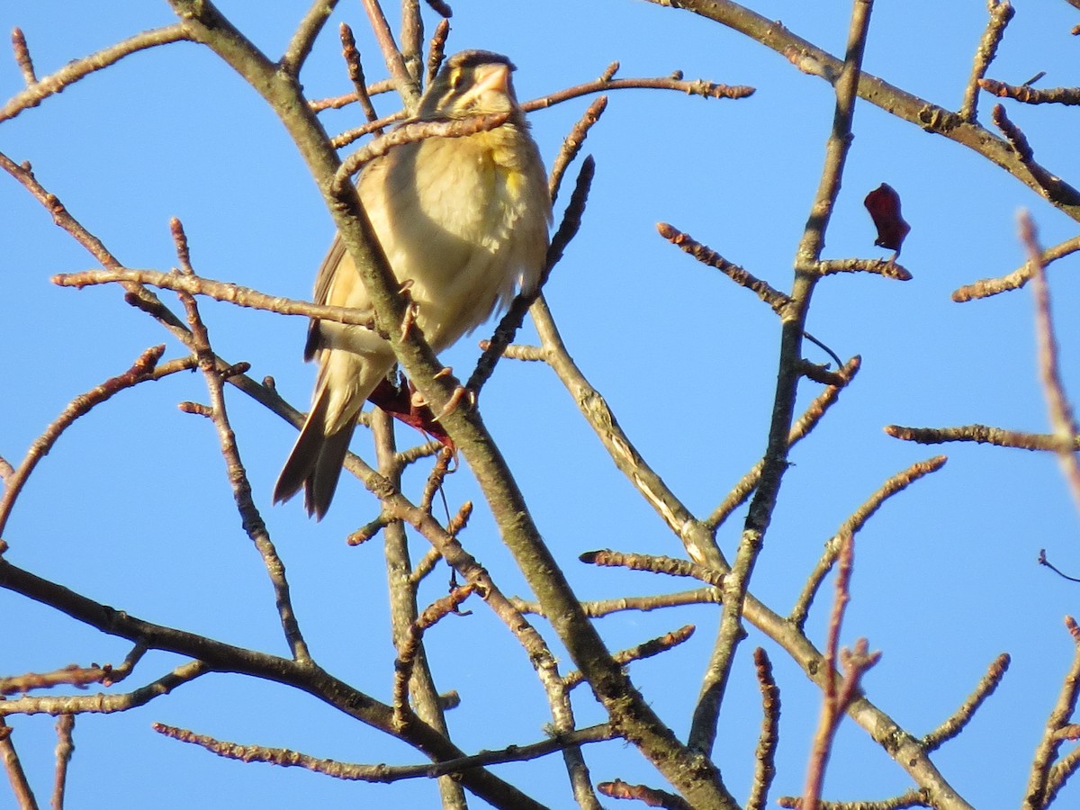 ムナグロノジコ - ML644552745