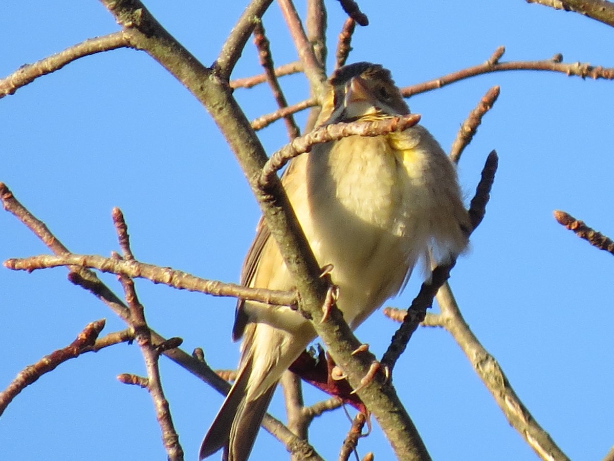 ムナグロノジコ - ML644552747