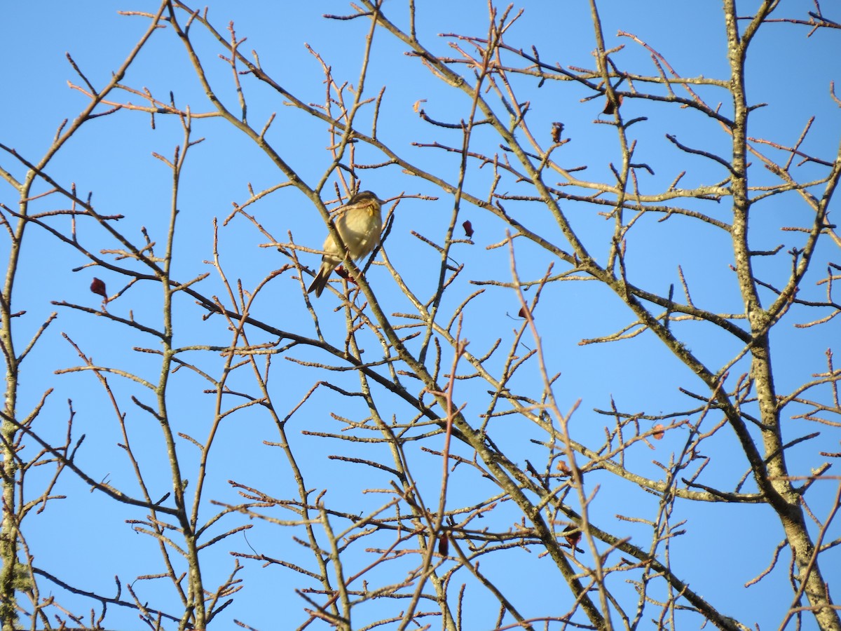 ムナグロノジコ - ML644552748