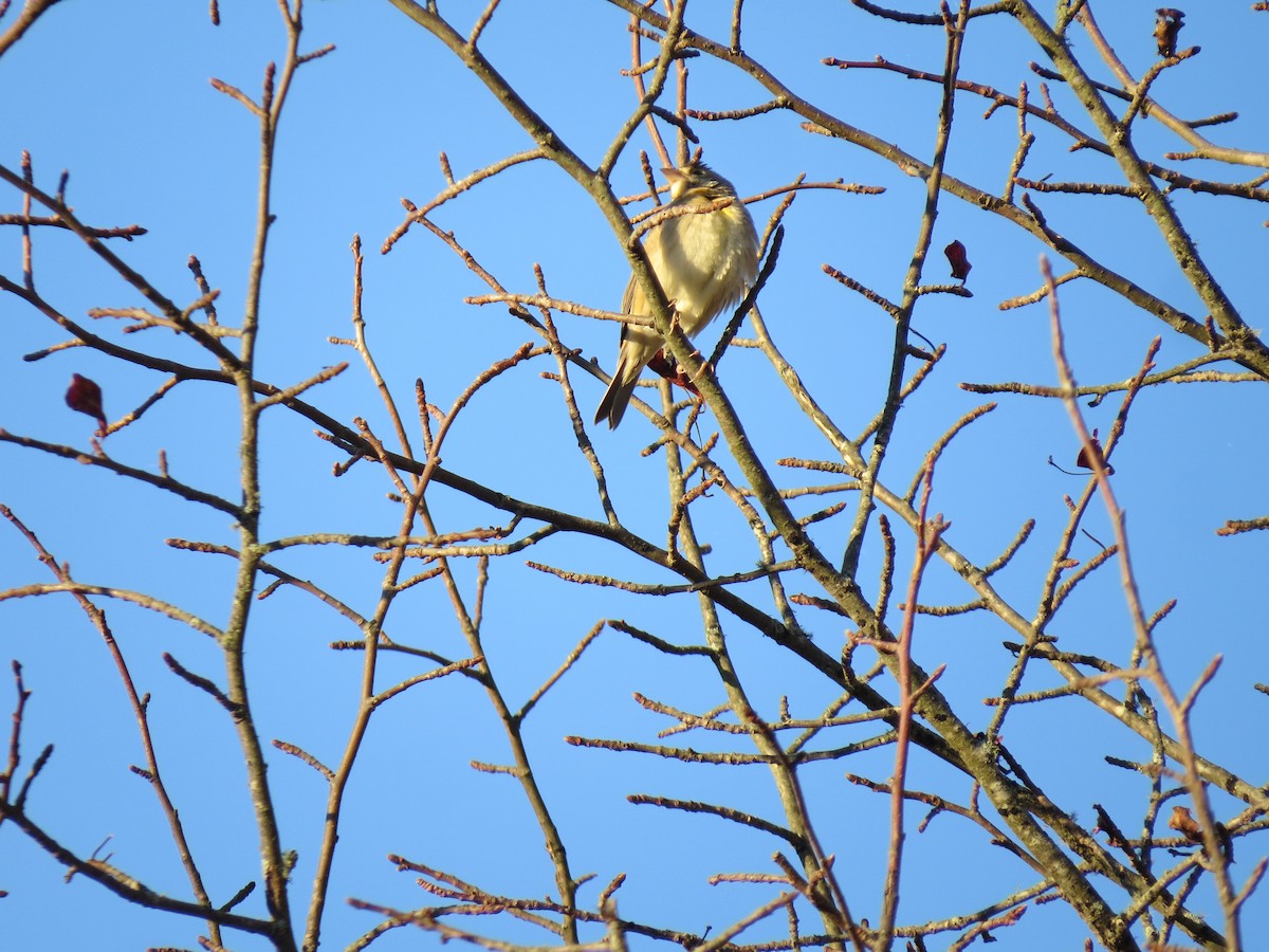 ムナグロノジコ - ML644552749