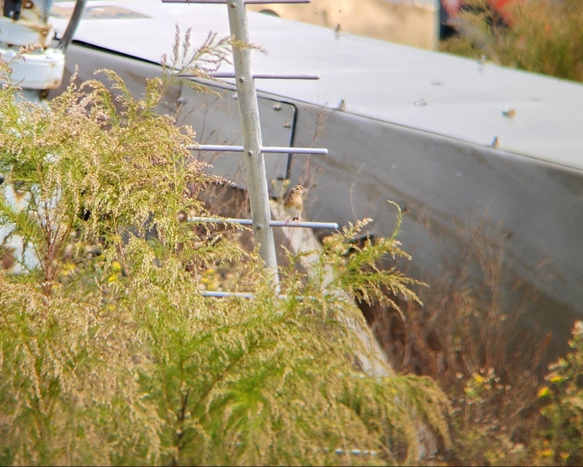 イナゴヒメドリ - ML644552750