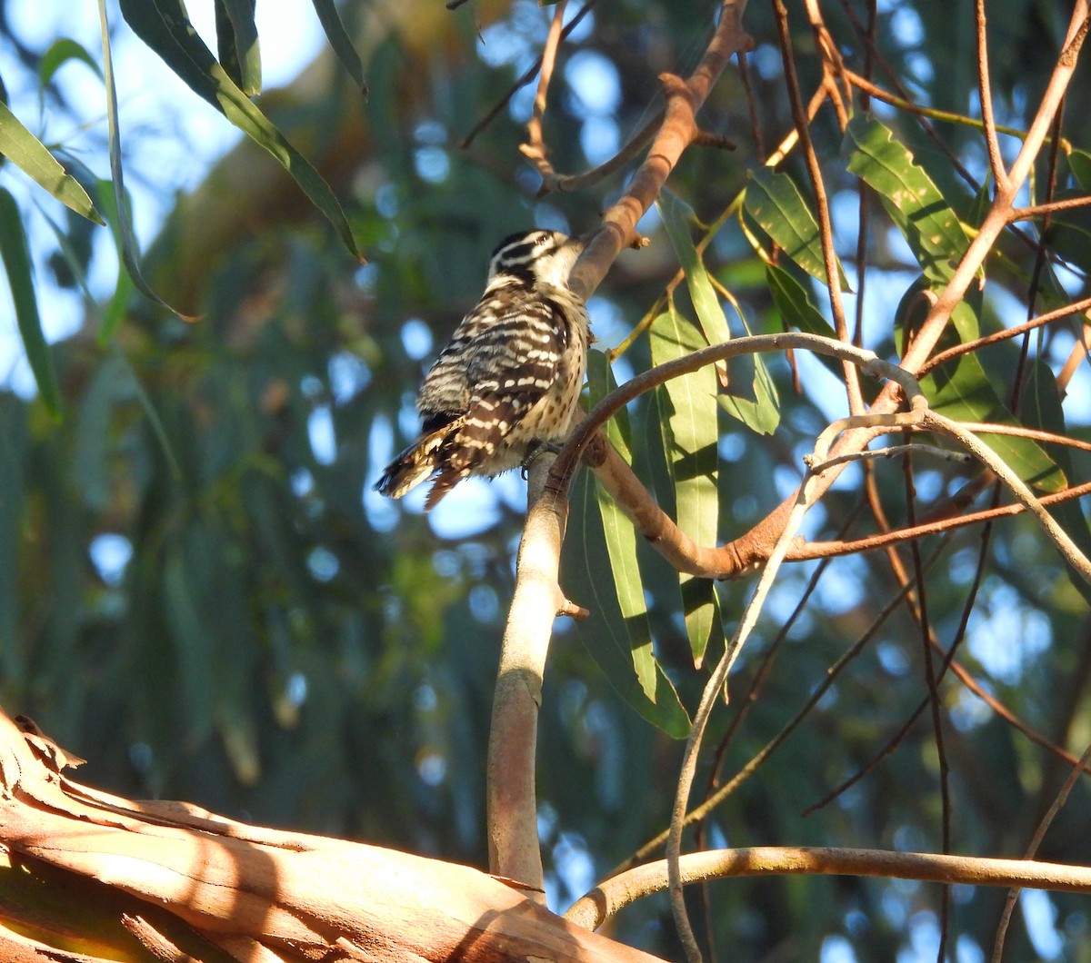 Nuttall's Woodpecker - ML644552751