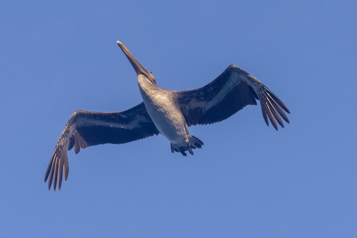 カッショクペリカン - ML644552754