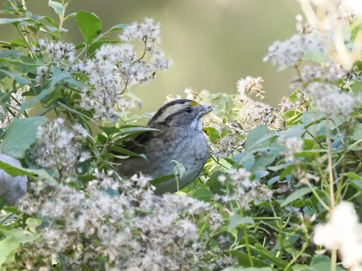 ノドジロシトド - ML644552756