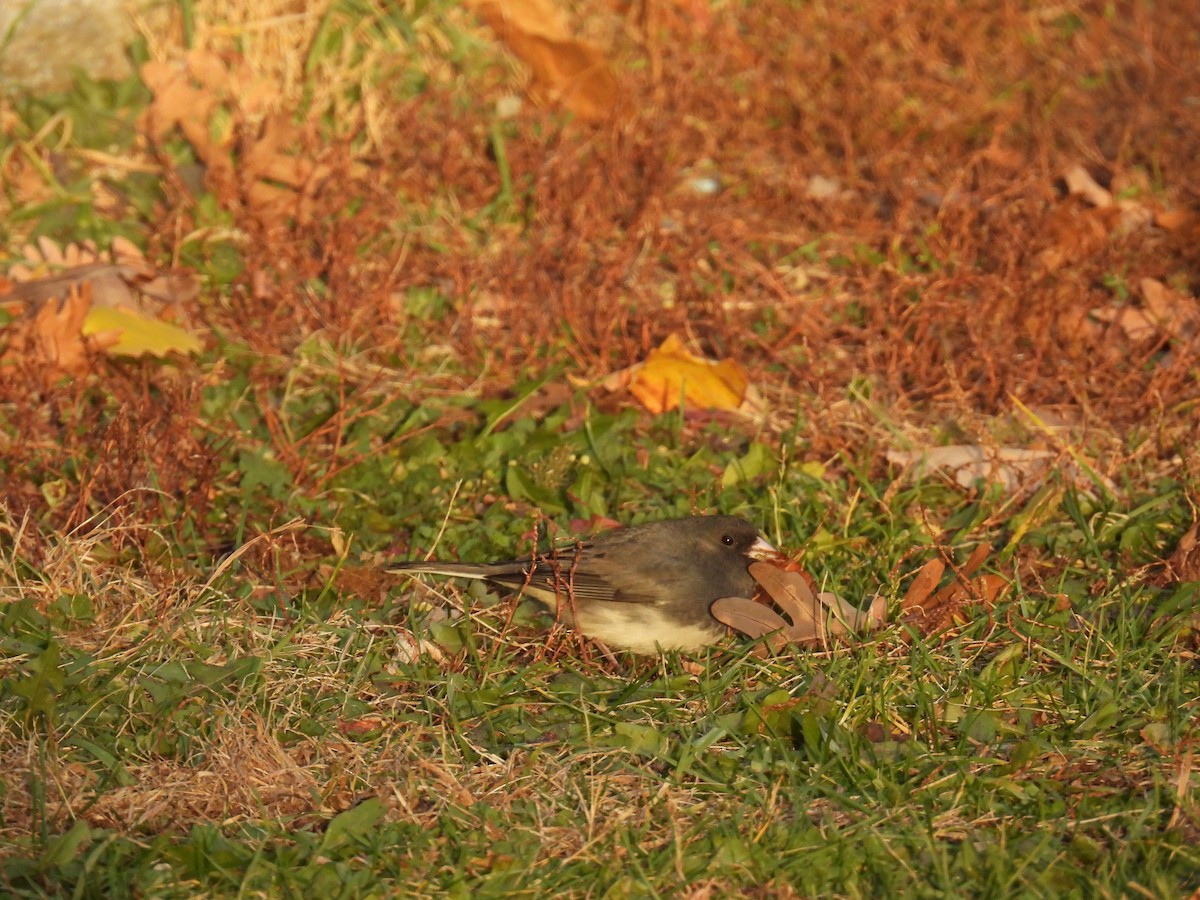 ユキヒメドリ（hyemalis／carolinensis） - ML644552757