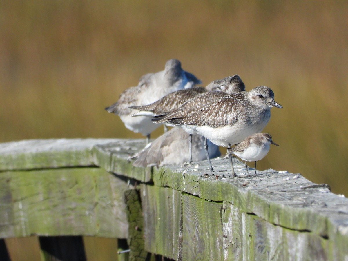 ダイゼン - ML644552759