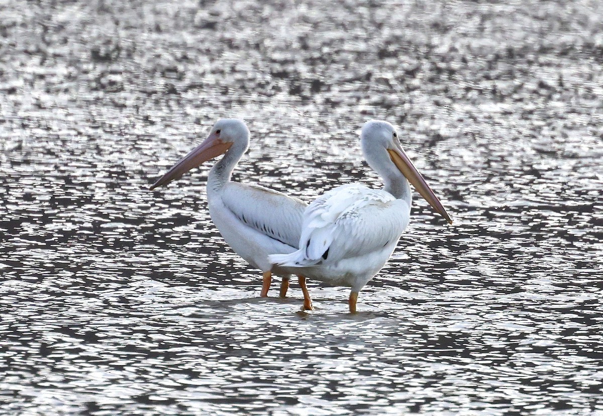 アメリカシロペリカン - ML644552761