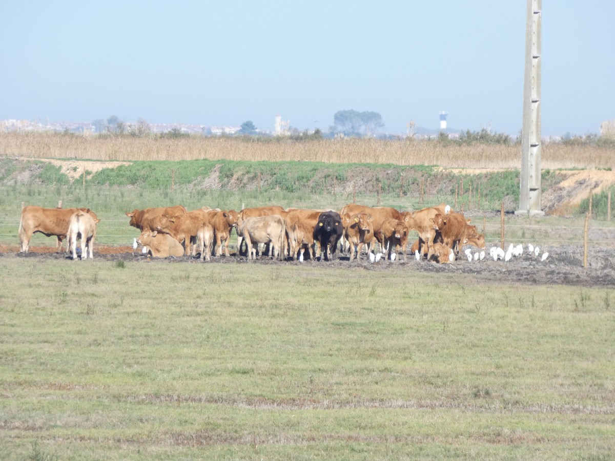 ニシアマサギ - ML644552762
