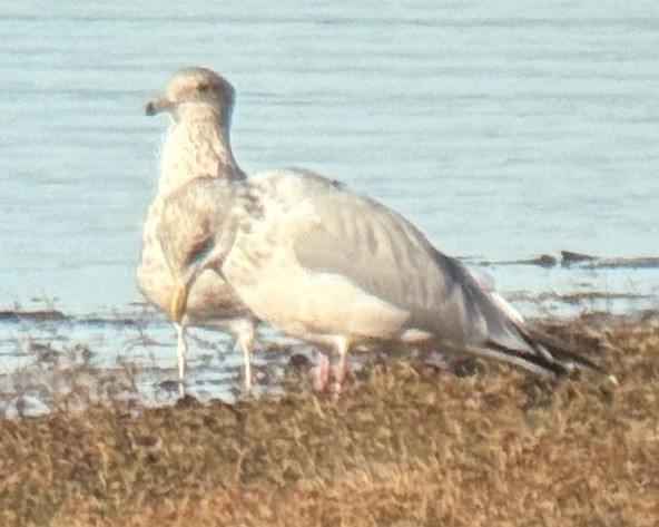 アメリカセグロカモメ - ML644552765