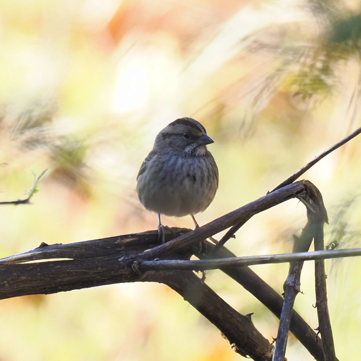 ノドジロシトド - ML644552766