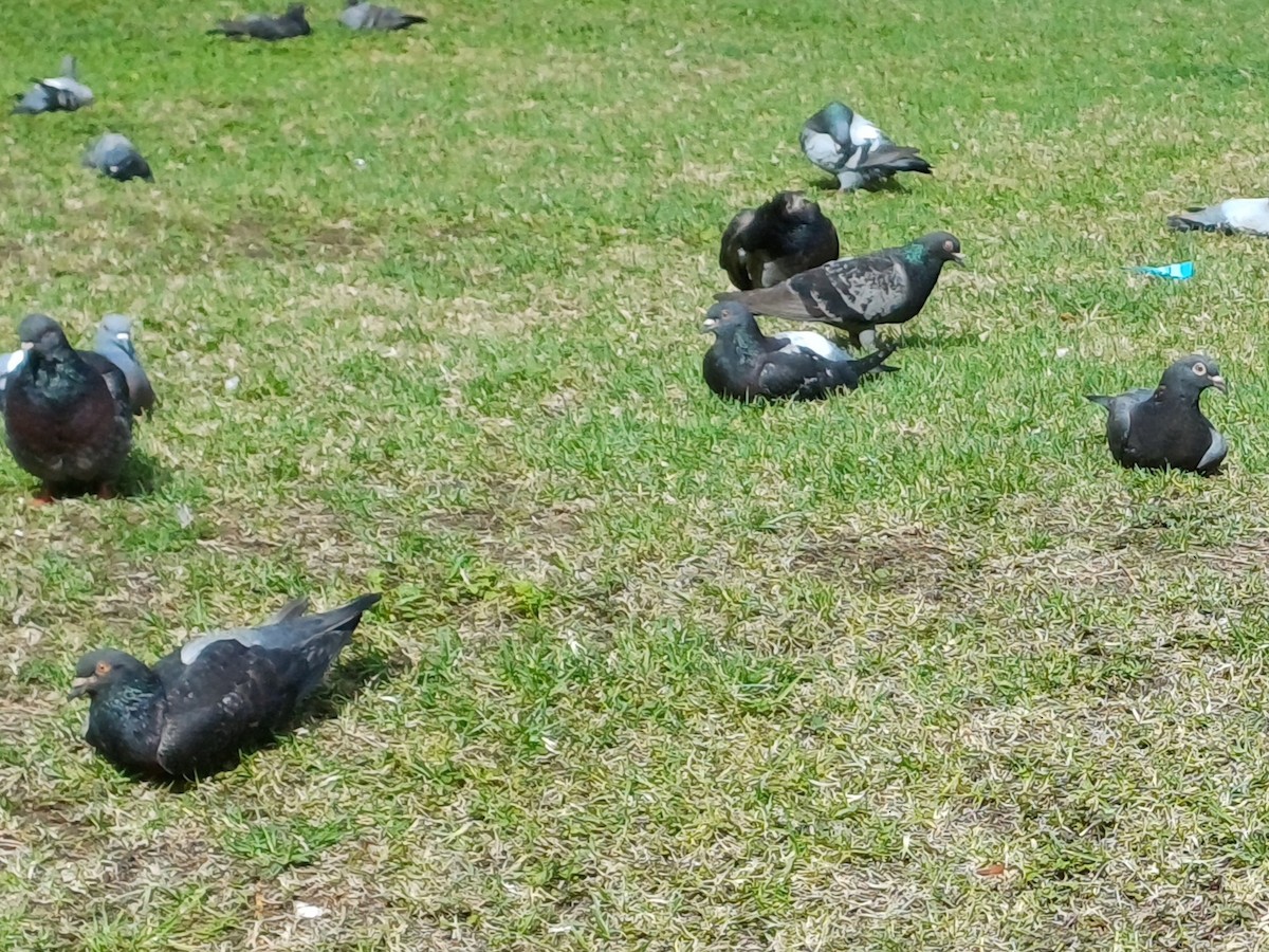 カワラバト（ドバト、家畜型） - ML644552767