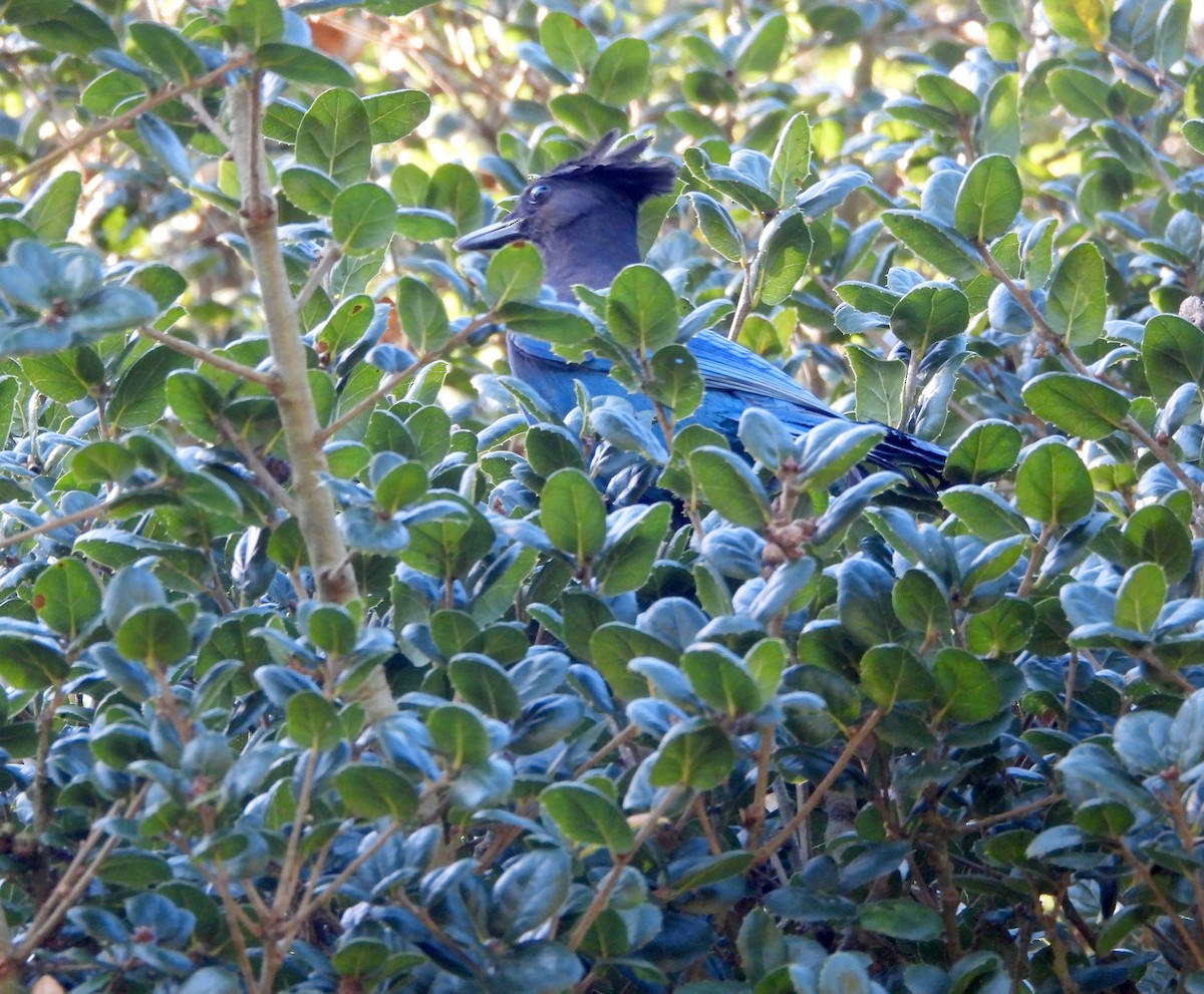 ステラーカケス - ML644552768