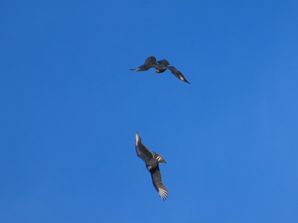 クロコンドル - ML644552771