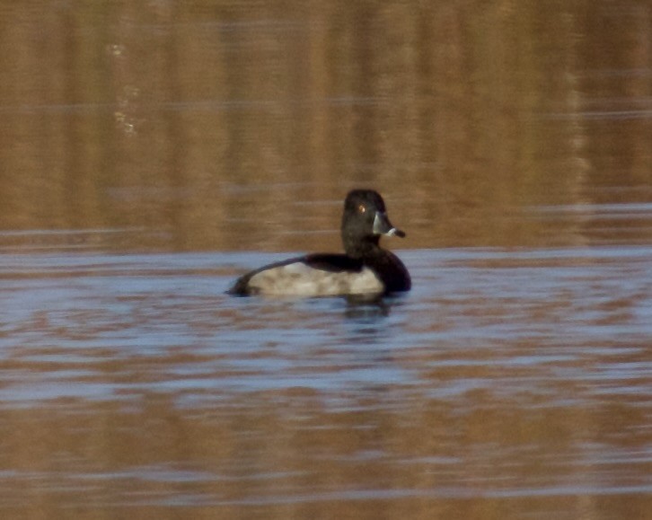 クビワキンクロ - ML644552774