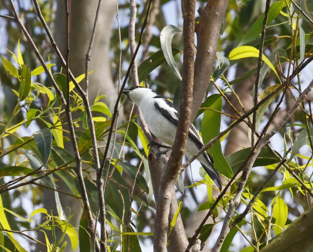 White-winged Triller - ML644552775