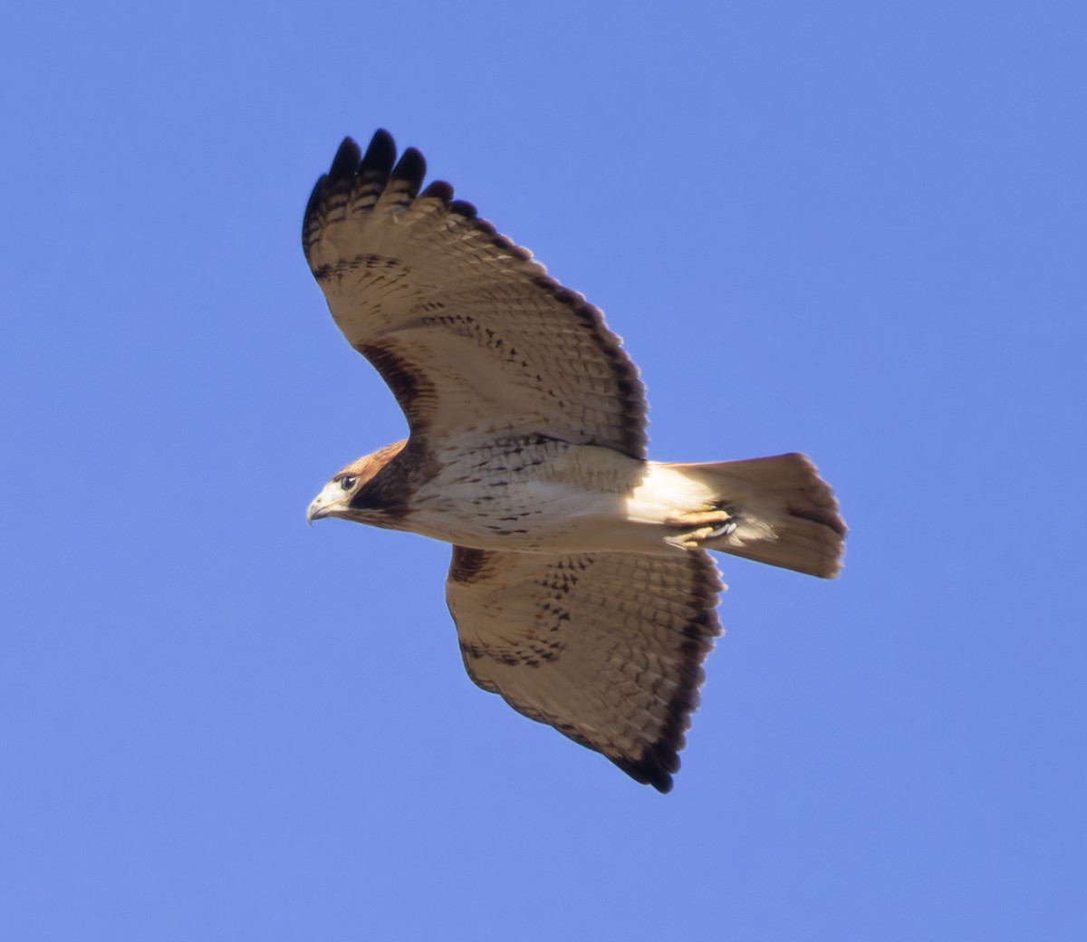 Канюк неоарктичний (підвид borealis) - ML644552776