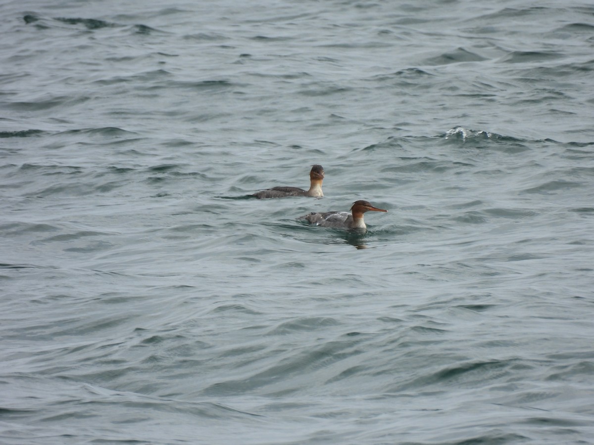 מרגון בינוני - ML644552781