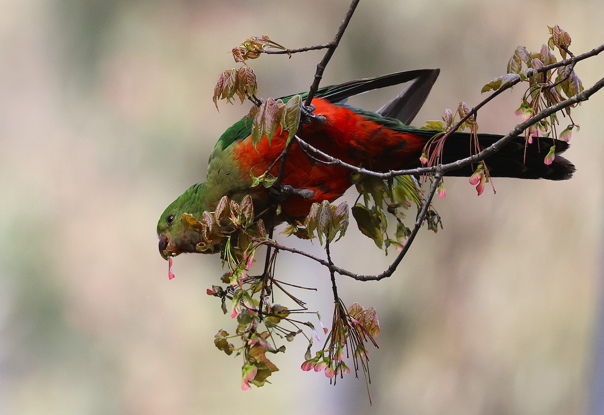 Australian King-Parrot - ML644552786