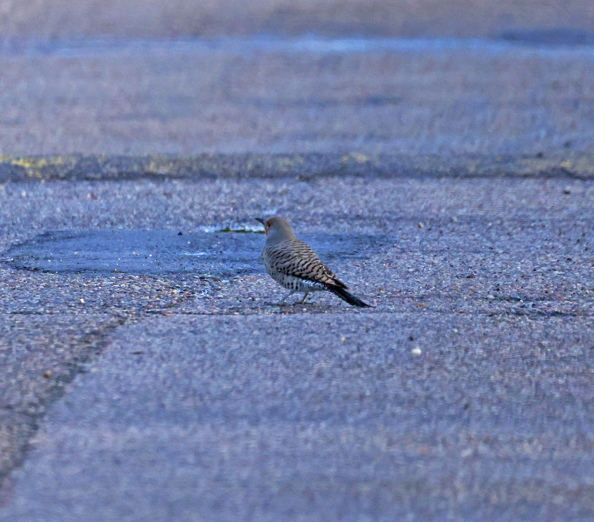 Pic flamboyant - ML644552788