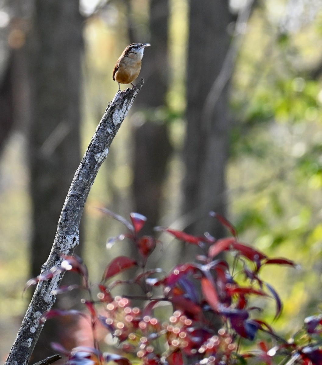 Carolina Wren - ML644552792