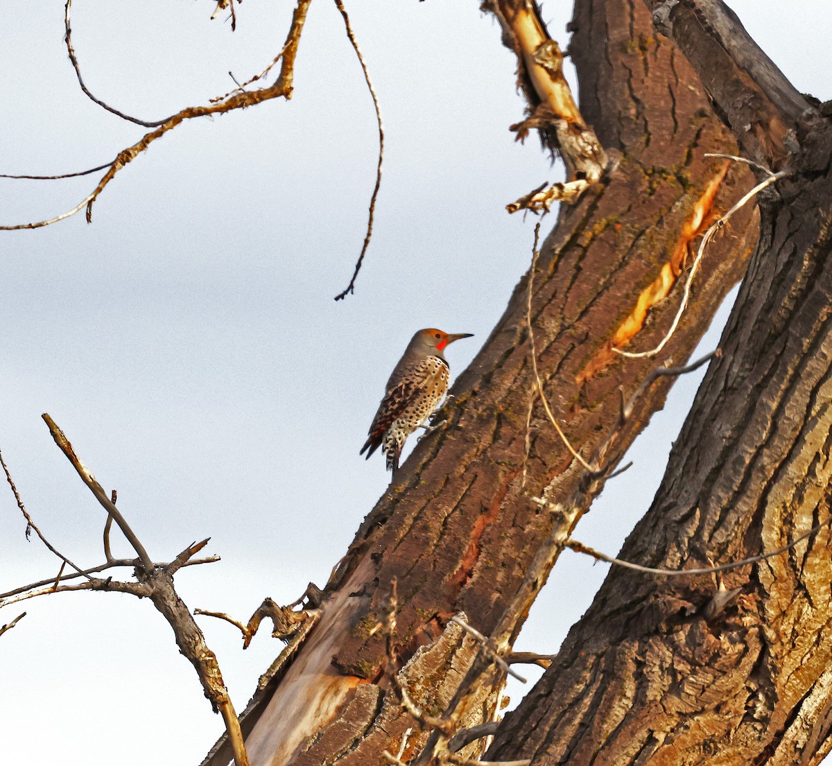 Pic flamboyant - ML644552802