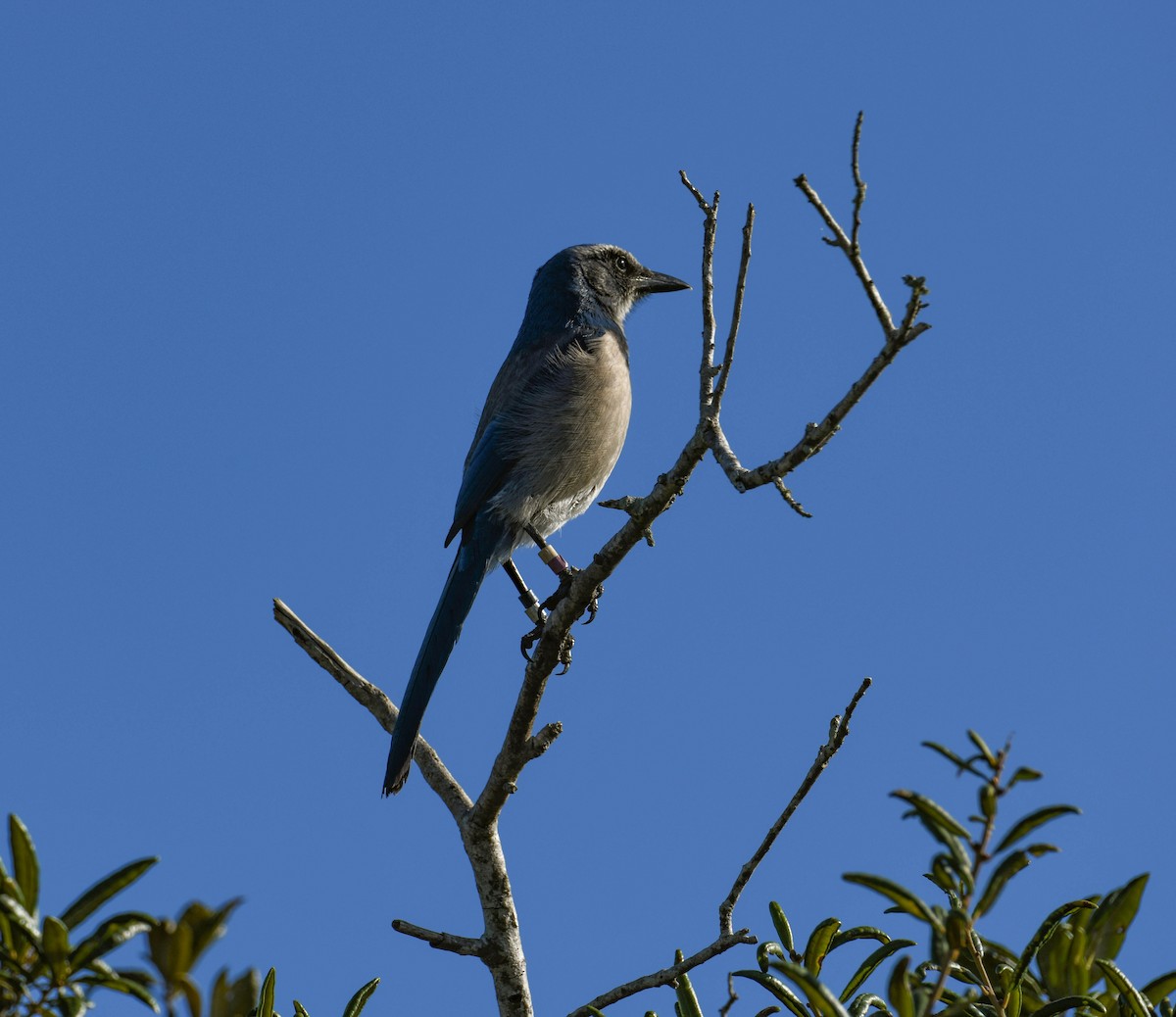 Florida Scrub-Jay - ML644552803