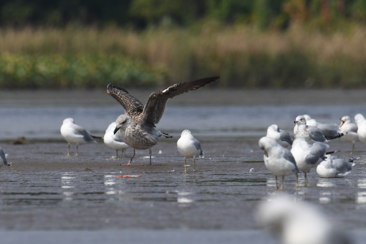 Gavión Atlántico - ML644552805