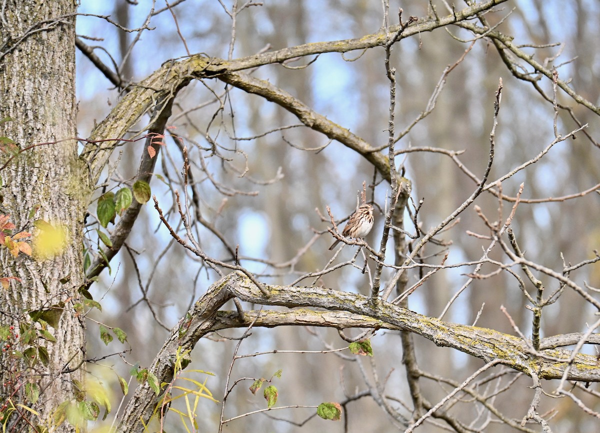 sangspurv - ML644552806