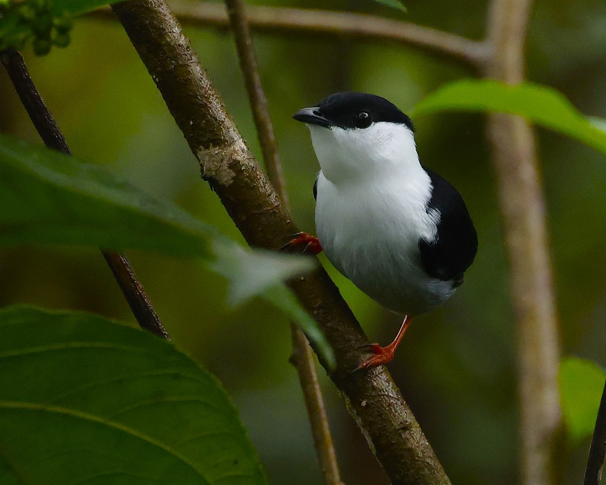 White-bearded Manakin - ML644552817