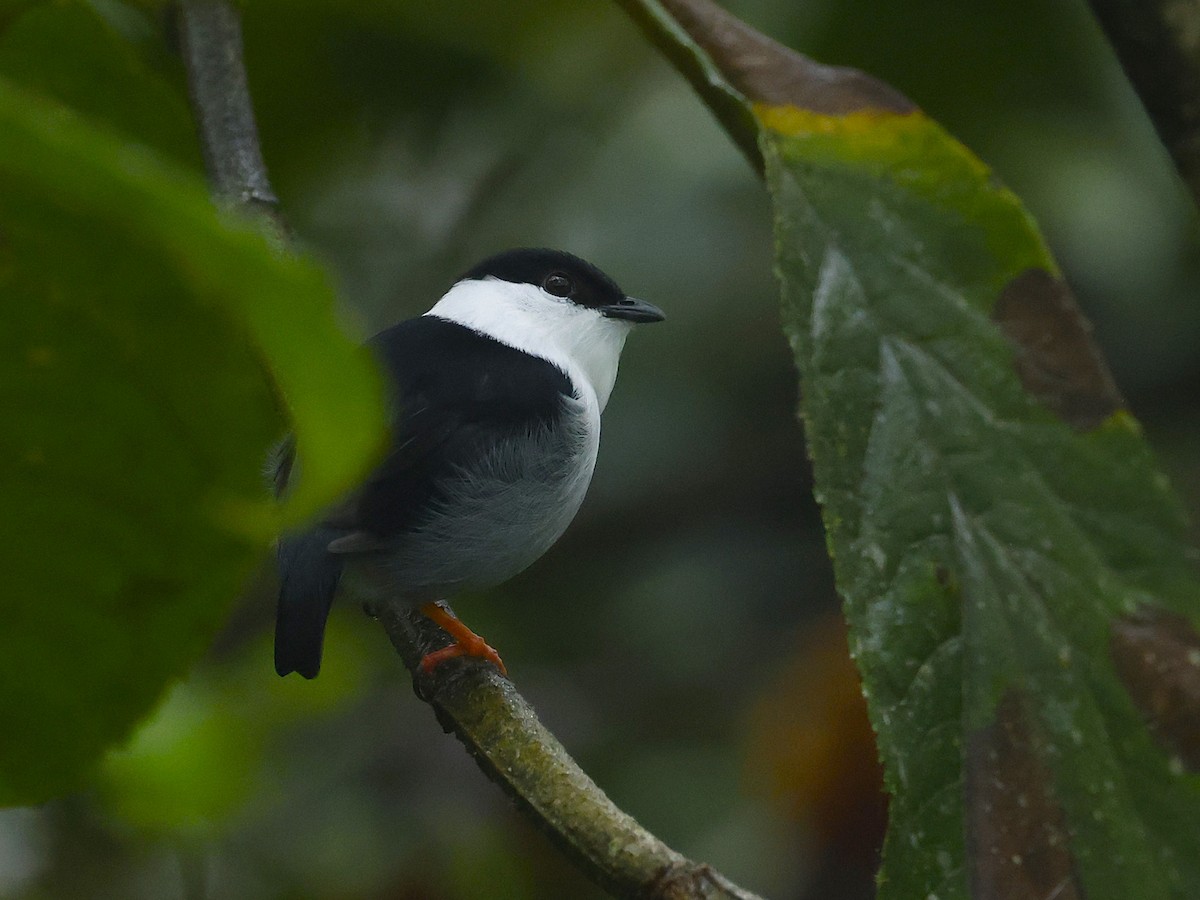 White-bearded Manakin - ML644552818