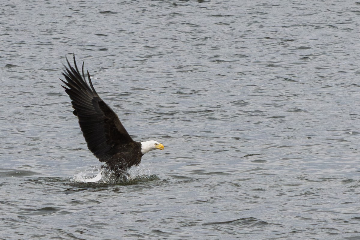 Bald Eagle - ML644552820