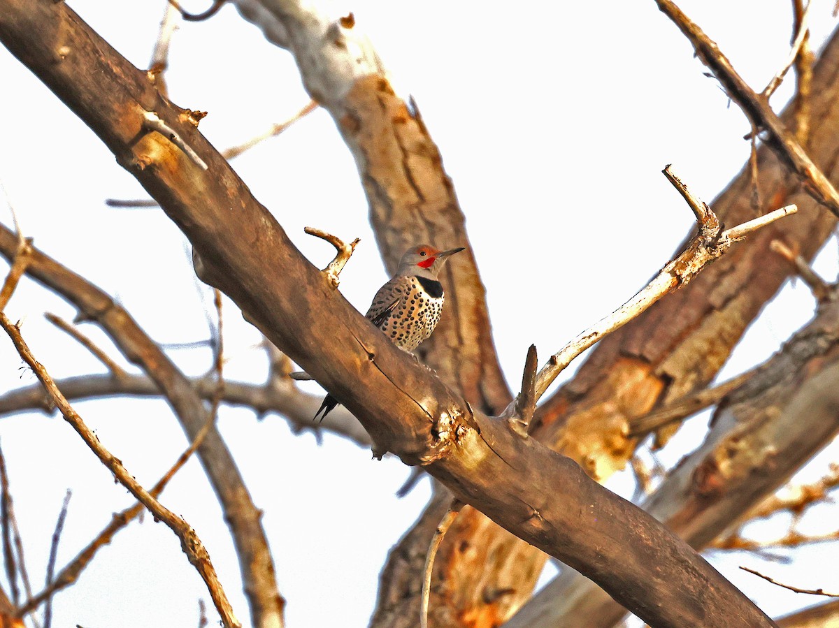 Pic flamboyant - ML644552821