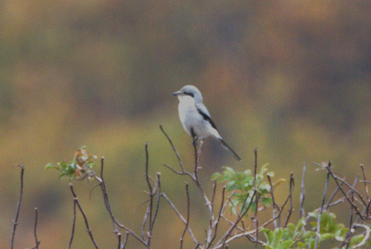 ťuhýk severní - ML644552824