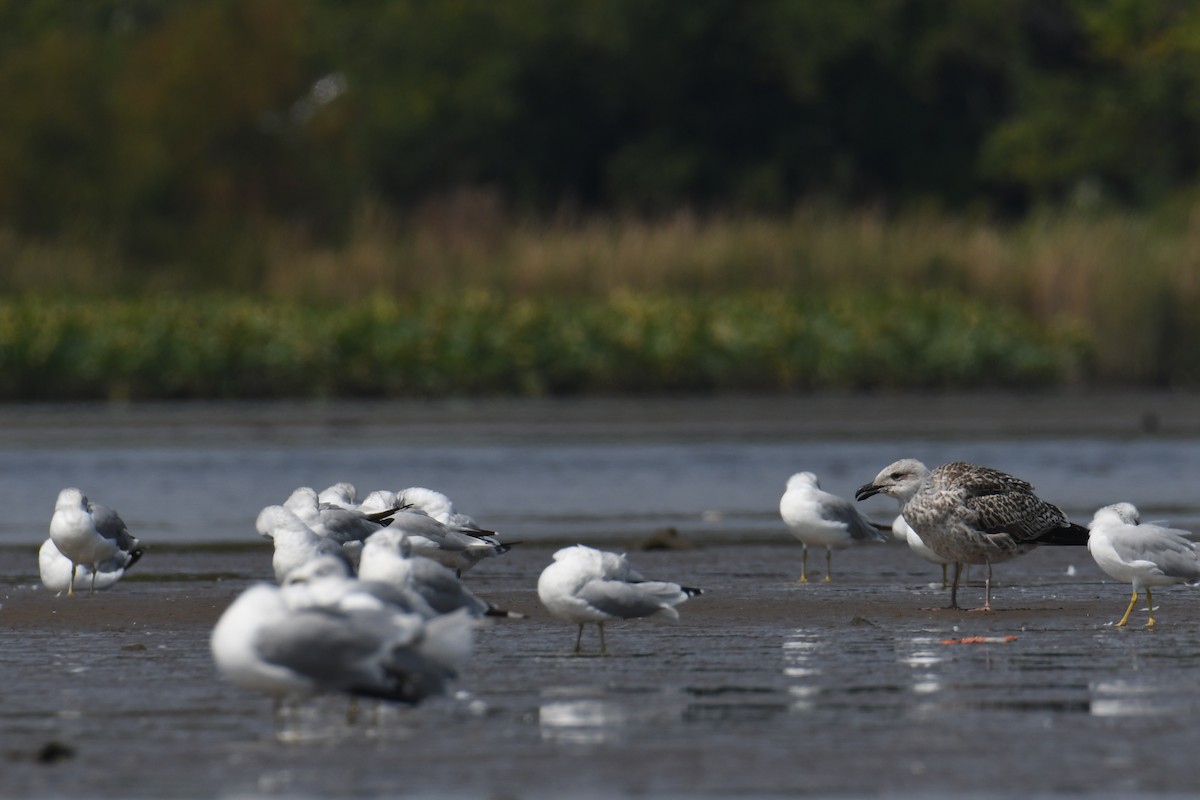 Gavión Atlántico - ML644552825