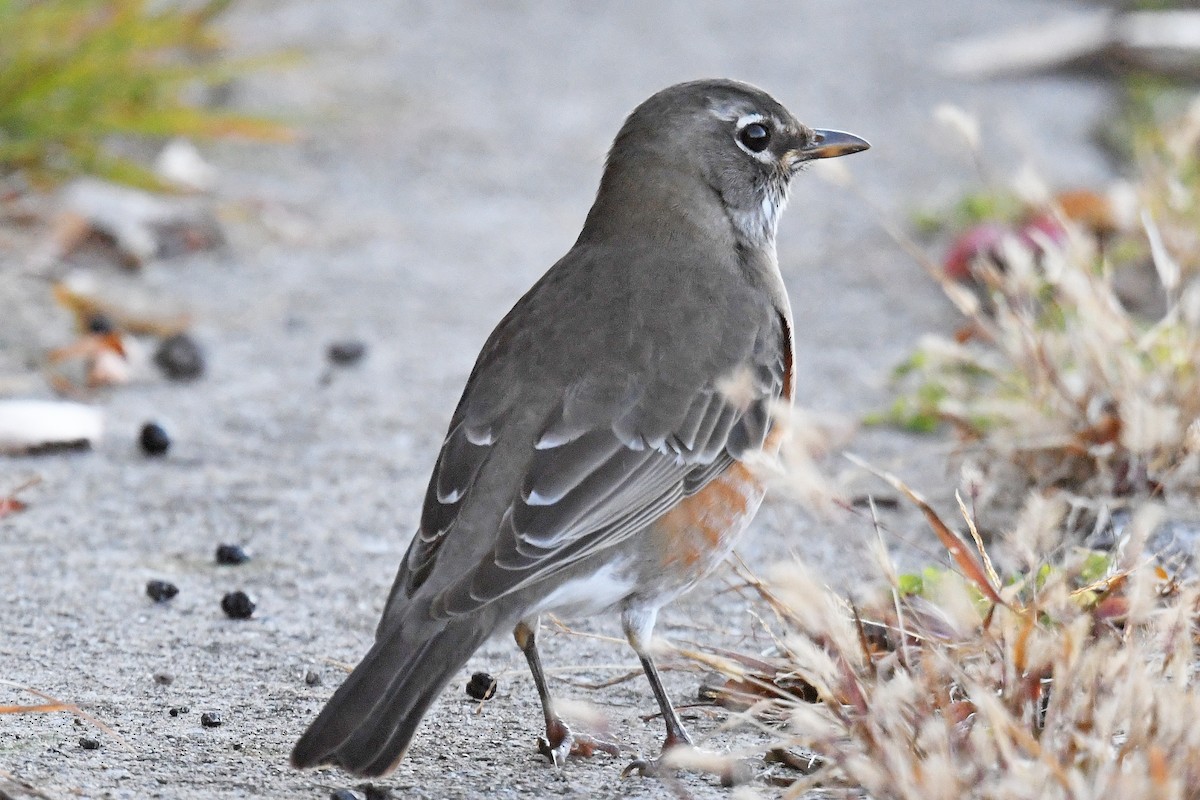 קיכלי נודד - ML644552826
