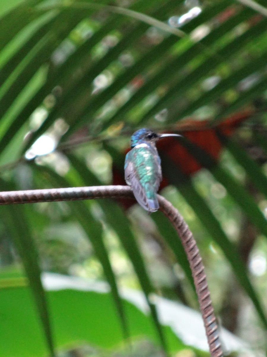 シロエリハチドリ - ML644552831