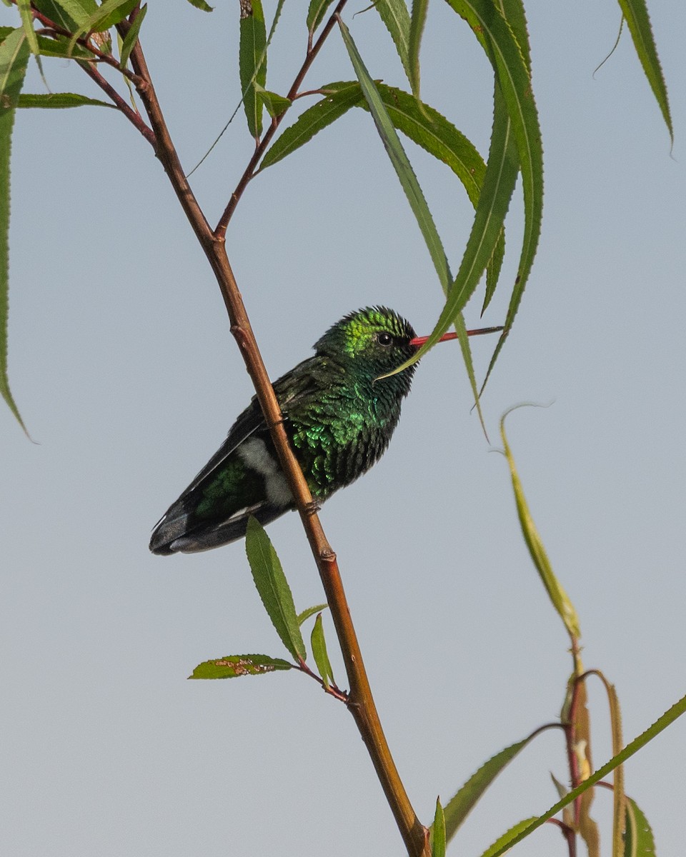 glansbuksmaragd - ML644552833