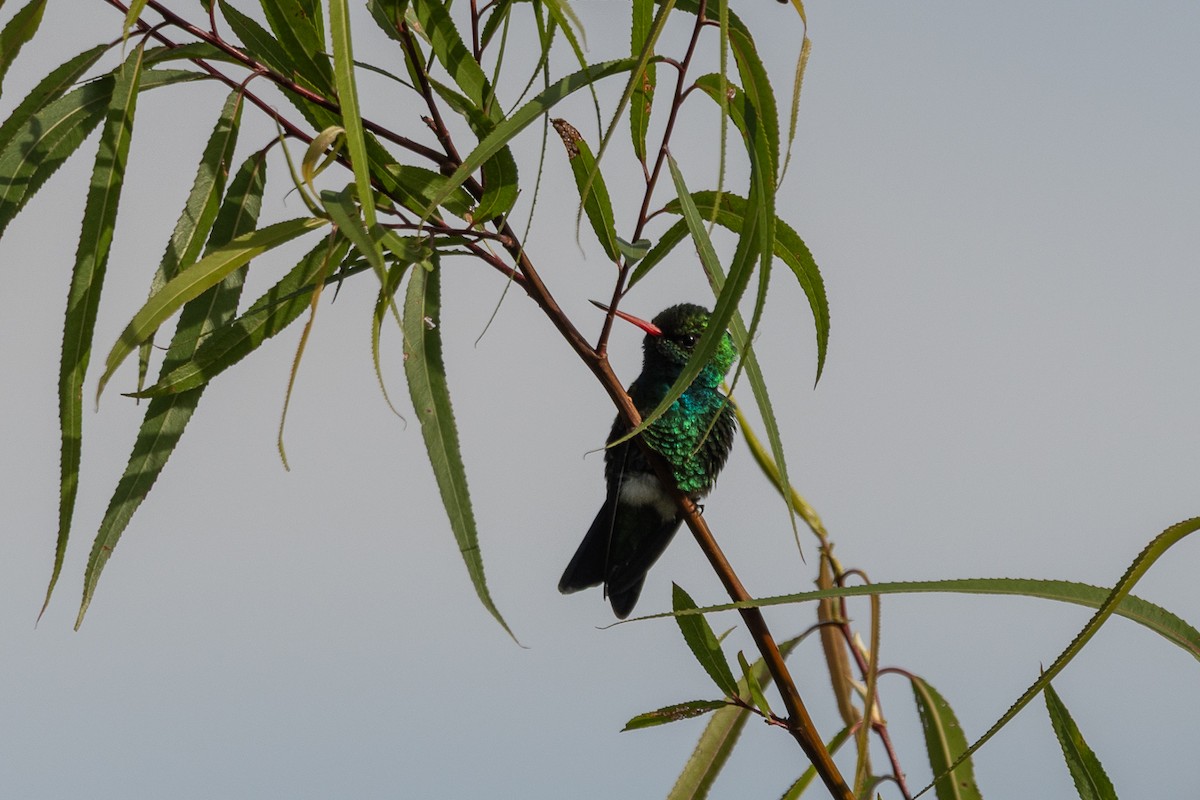 glansbuksmaragd - ML644552834