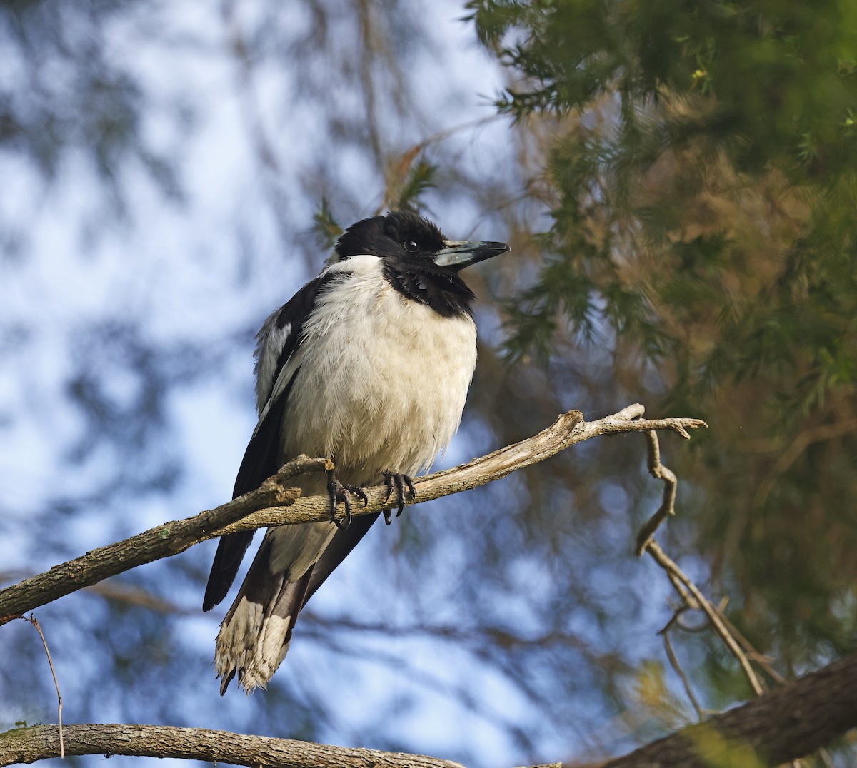 Pied Butcherbird - ML644552837