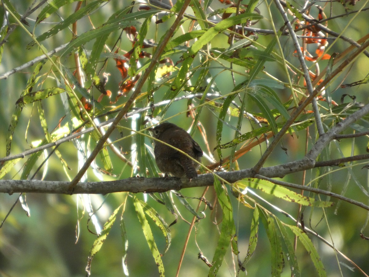 Hauszaunkönig - ML644552844